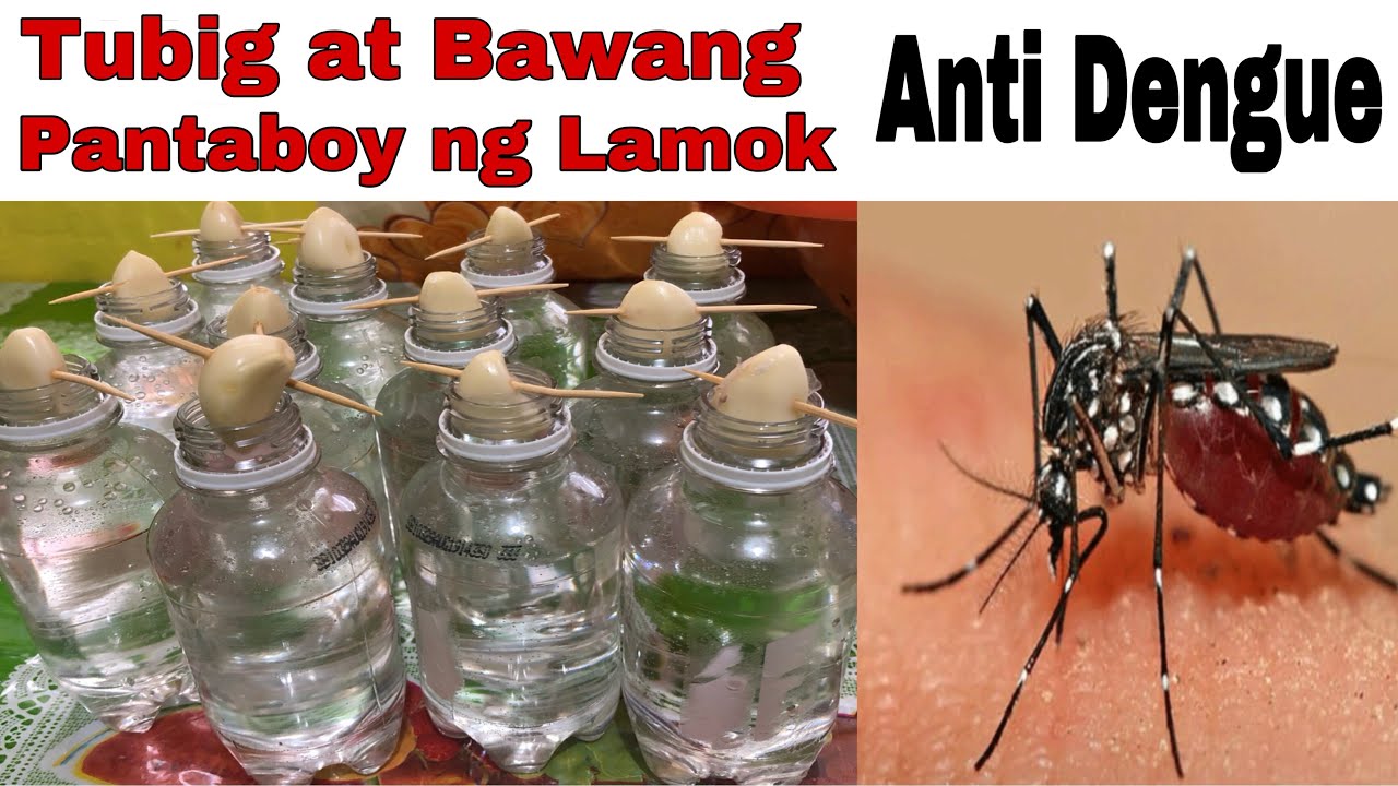 Putar video BAWANG AT TUBIG MABISANG PANTABOY NG LAMOK|ANTI DENGUE|BAWANG PARA SA ANTI DENGUE|BAWANG AT TUBIG sekarang BAWANG AT TUBIG MABISANG PANTABOY NG LAMOK|ANTI DENGUE|BAWANG PARA SA ANTI DENGUE|BAWANG AT TUBIG