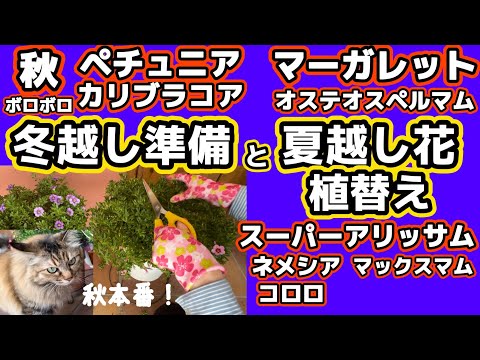 園芸 マルタ十字