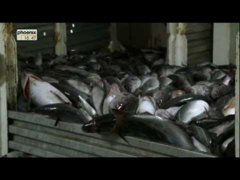 Windstärke 9 - Hochseefischer im Einsatz [2/3] HQ