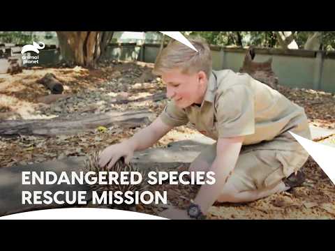 Inspiration of Australia Wildlife Hospital | Crikey! It's The Irwins s1 ep3,1,5,12 | Animal Planet