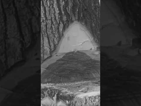 Felling Tree With Axe and Handsaw #skills