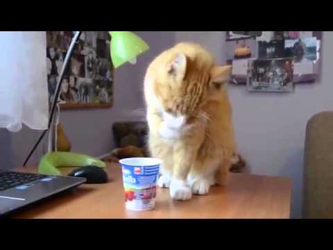 gatos chistosos (funny cats)