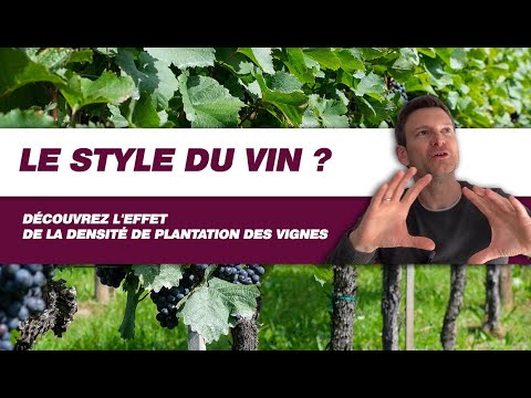 , title : 'Vignes serrées vs vignes espacées : Comment cela impacte la DÉGUSTATION du vin  ? (Leçon N°221)'