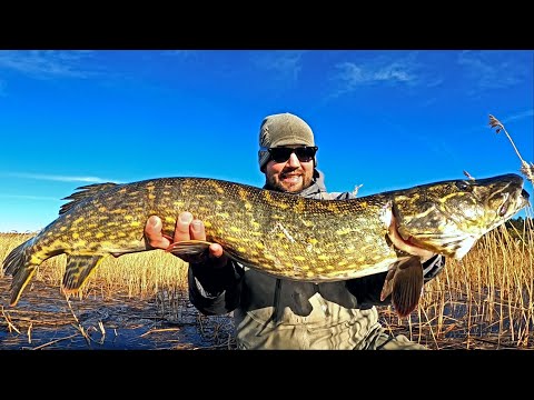 METRIHAUKEA MERELTÄ - PIENELLÄ UISTIMELLA ISOJA KALOJA - HAUENKALASTUS SYKSYLLÄ