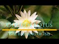 ADS OFF Crown Chakra Meditation Music Golden Lotus Of Isis Healing Goddess Meditation