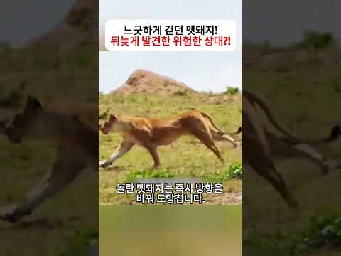 느긋하게 걷던 멧돼지! 뒤늦게 발견한 위험한 상대?!  #야생의세계 #동물다큐 #사냥순간 #자연의법칙 #동물영상