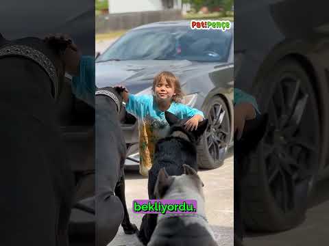 4 Köpek, 1 Küçük Kız! Sadakatin Gerçek Hikayesi 🐶❤️