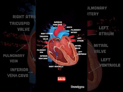 Heart valves function  #heartbeat# anatomy and physiology#