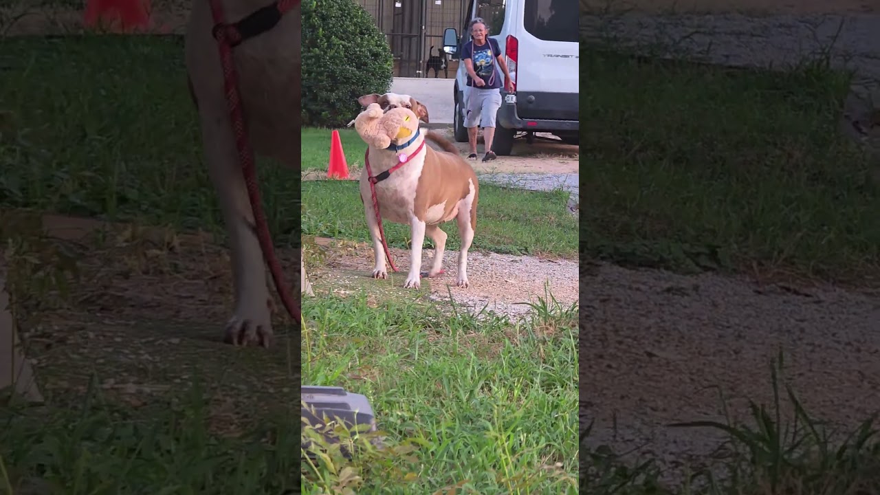 Enlarge LUCY, a Adoptable mixed breed in East Syracuse, NY video 2/6