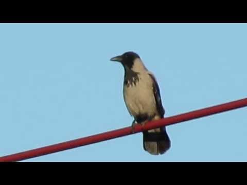 Hooded Crow calling loudly