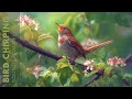 Birds Singing - Relaxing Bird Sounds Heal Stress, Anxiety and Depression, Heal The Mind