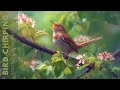Birds Singing Relaxing Bird Sounds Heal Stress Anxiety And Depression Heal The Mind