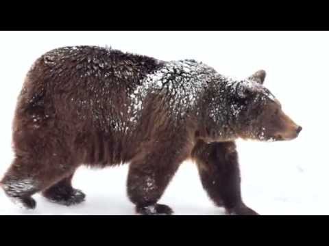 Travelodge Sleepy Bear - Snacks