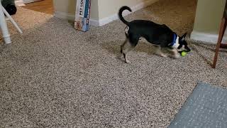 Video preview image #1 Jack-Rat Terrier Puppy For Sale in Kennesaw, GA, USA