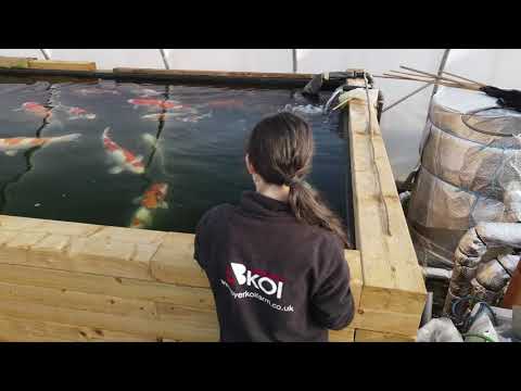A recap of the the last 12 months , and a preview of our range of koi at Byer Koi Farm for 2021.