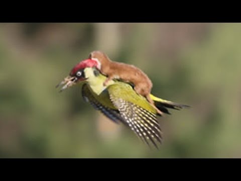 WEASEL RIDES WOODPECKER