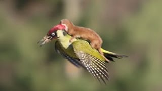 WEASEL RIDES WOODPECKER