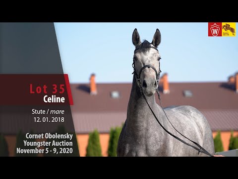 Cornet Obolensky Youngster Auction - Lot 35  Celine -  mare by Cornet Obolensky - Polydor