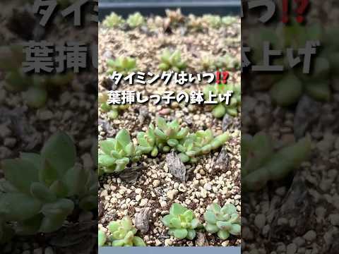 3月から庭に植える赤い葉を持つ多肉植物トップ3  庭園
