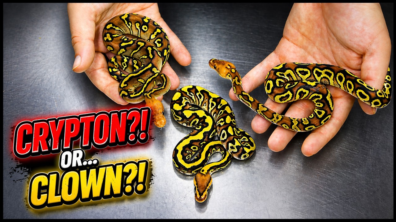 FIRST Time We ID’d Them… CRYPTON or CLOWN?!