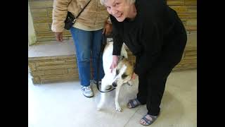 Video preview image #1 Mutt Puppy For Sale in Enfield, CT, USA