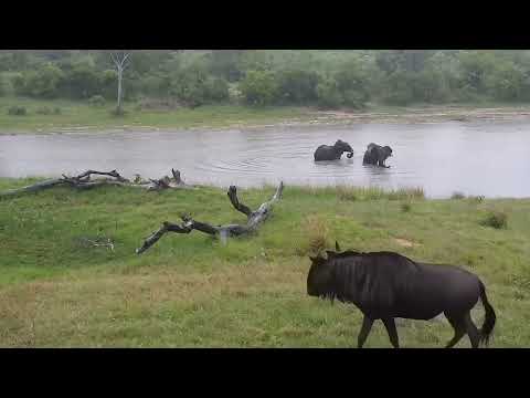 Djuma: Elephant herd drinks at dam, three have some water play-also Wildebeest - 16:46 - 11/13/2023