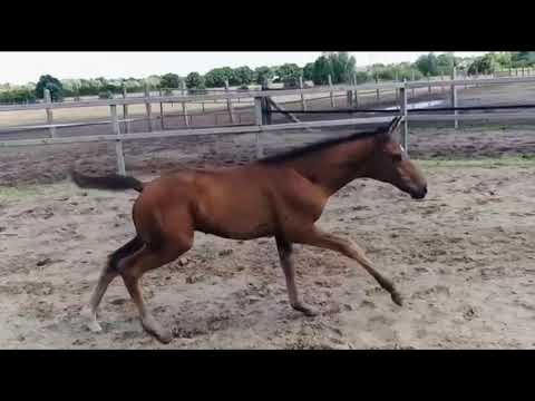 Fair Deal x Franziskus, Hengstfohlen vom 29.04.2022 for sale  Tel.: 01793958397