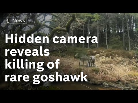 Undercover in the UK’s grouse shooting industry