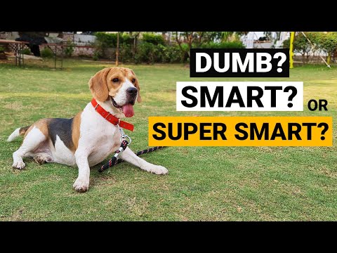 1st YouTube video about are beagles aggressive