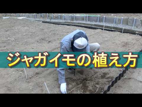 ジャガイモの畝の作り方 野菜くずを入れた！ | ゆうがの楽々家庭菜園　