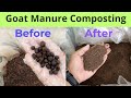 Goat Manure Composting Organic Fertilizer Making At Home