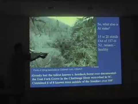 Impacts of the Hemlock Wooly Adelgid