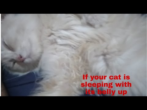 If your cat is sleeping with its belly up