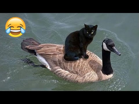 😺 Funny & Cute Animal Videos Compilaton Of The 2025 🤣