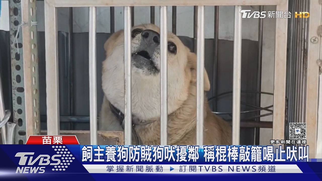 鄰居持棍打狗檢舉無效!動保所竟回「沒流血不算虐」他傻眼
