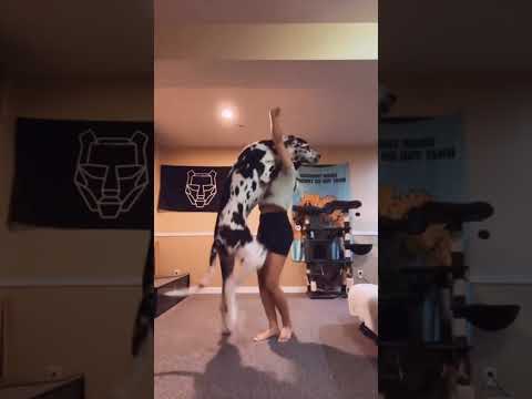 Dog can also dance 😂(credit @317.shanice @clics) #funny #dogs #shorts #reels