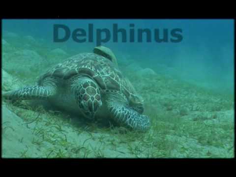 Delphinus Diving Expedition to the Red sea 2006