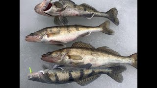 Какая рыба клюет в рыбинском водохранилище