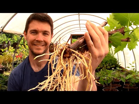 , title : 'How to Grow GRAPE VINES from CUTTINGS Fast and Easy | Hardwood Cuttings of Grape Vines Propagation
