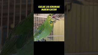 Download lagu CUCAK IJO TROTOL MAKIN HARI MAKIN GACOR #cucakijo #suaracucakijo #cucakijohiper mp3