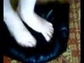 Trampling Cushion
