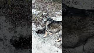 Always finding time to hunt #farming #farmlife #germanshepheard #dog #shorts
