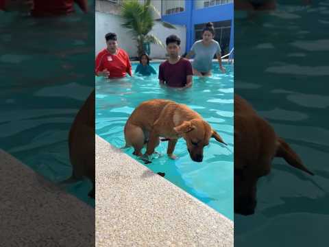 mi perrito se hac💩 en la piscina🤮 #trending  #funny #viral #shortvideo
