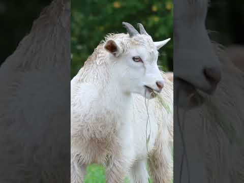 @Ali Musa #kid#sheep#small#young#short