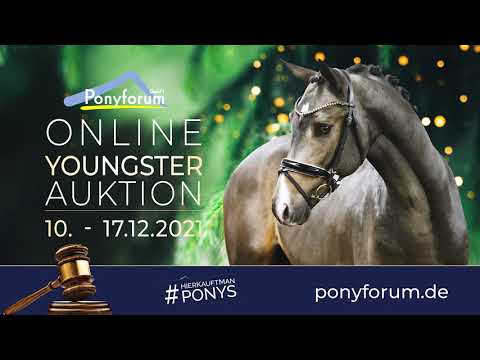 ZÖTHENS DA VINCI 2j. Hengst v. Diamond Touch NRW / Quality Touch