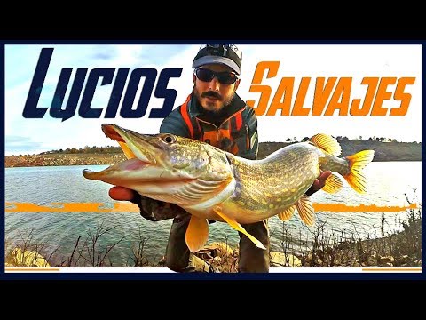 Pesca de LUCIOS SALVAJES ¡Amenaza LLUVIA y TORMENTA! | www.bofishing.es