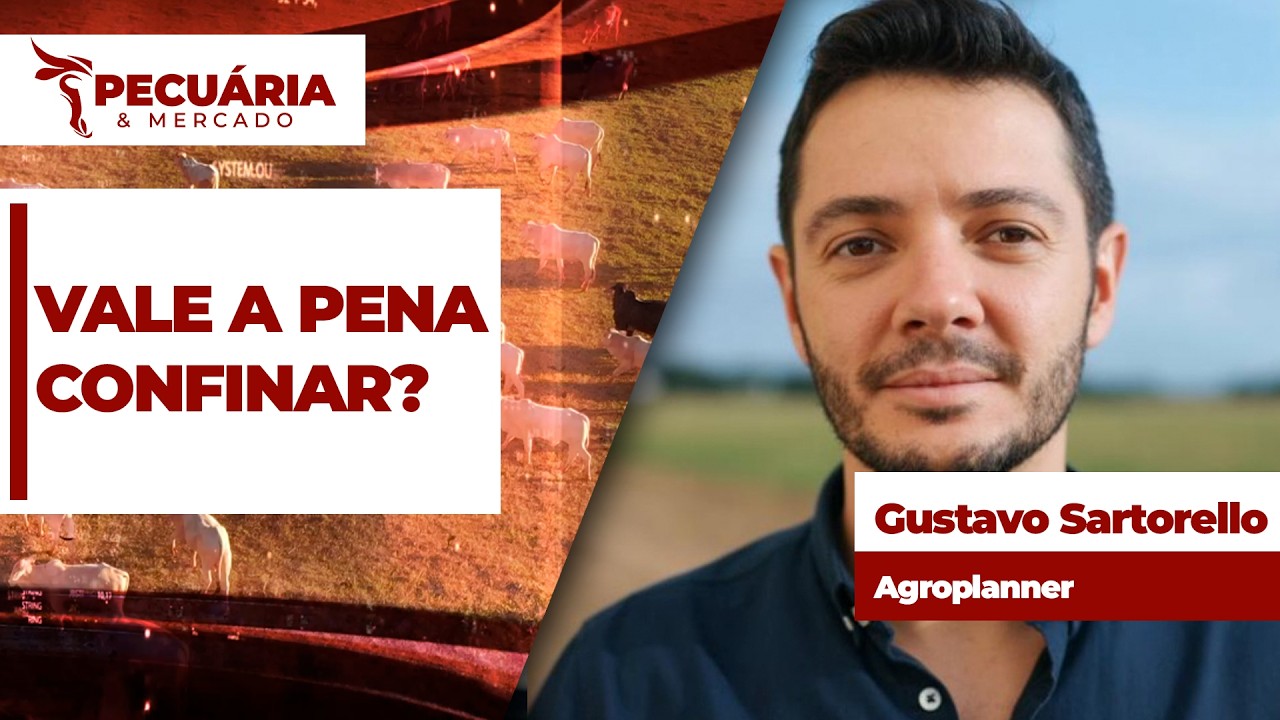 Custo da arroba produzida é o menor desde novembro de 2024, mas confinamento ainda pode gerar...