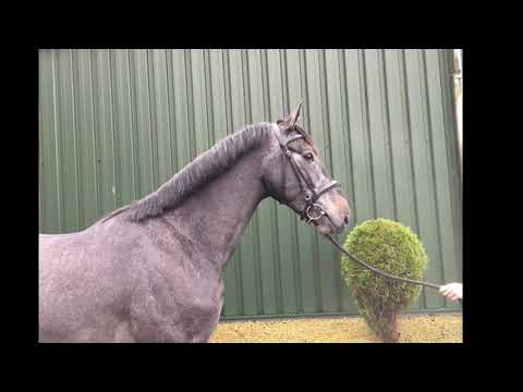 (SOLD to Austria) 2,5 years old stallion F one USA x Cartano!