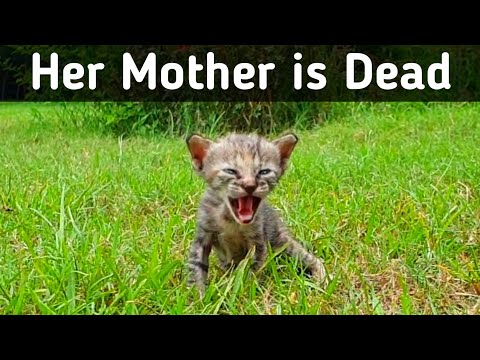 Try to save life of newborn abandoned kitten | Adopted and nursed by Foster Cat poppy