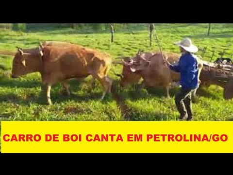 Festa de carros de boi em Petrolina de Goiás/GO